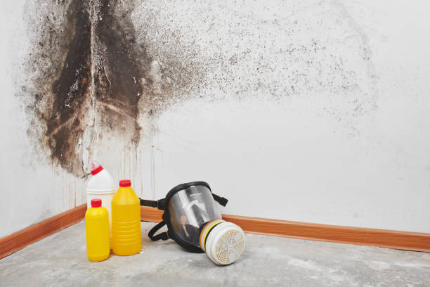 Trusted Pinson, AL Mold Removal Experts