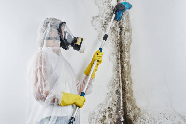 Best Office Mold Removal Services  in Pinson, AL