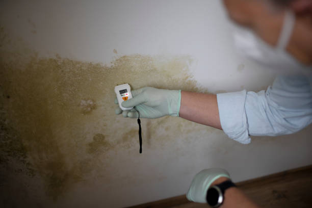 Best Commercial Mold Removal  in Pinson, AL