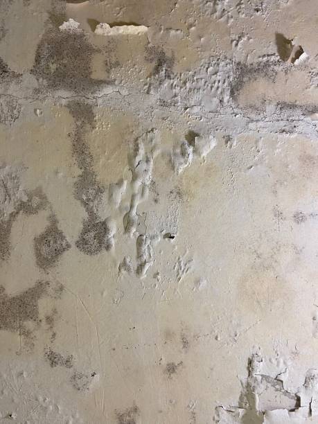 Best Local Mold Removal Service  in Pinson, AL
