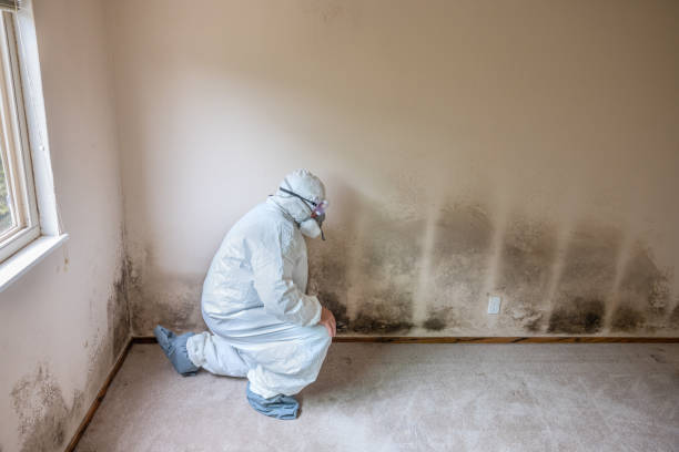 Office Mold Removal Services in Pinson, AL