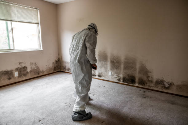Best Toxic Mold Removal  in Pinson, AL