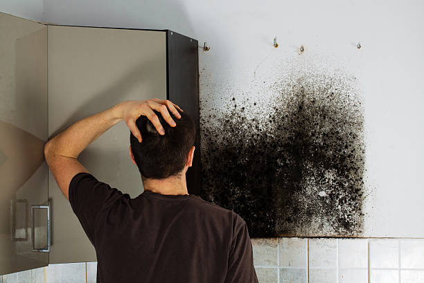Best Mold Testing  in Pinson, AL